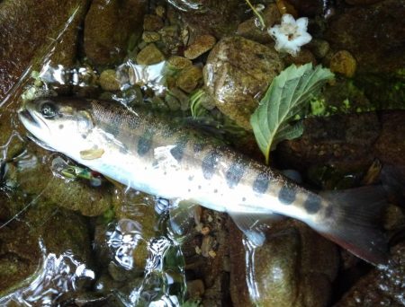 渓流ミノーイング ～長良川水系～